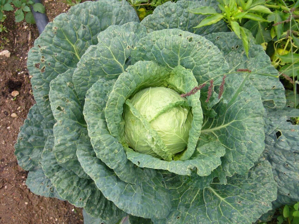 Repolo na horta