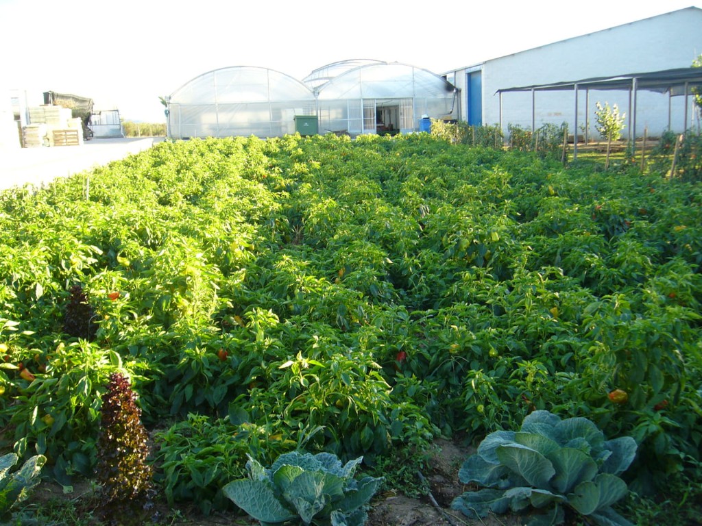 Horta e invernadoiros Ecoagro