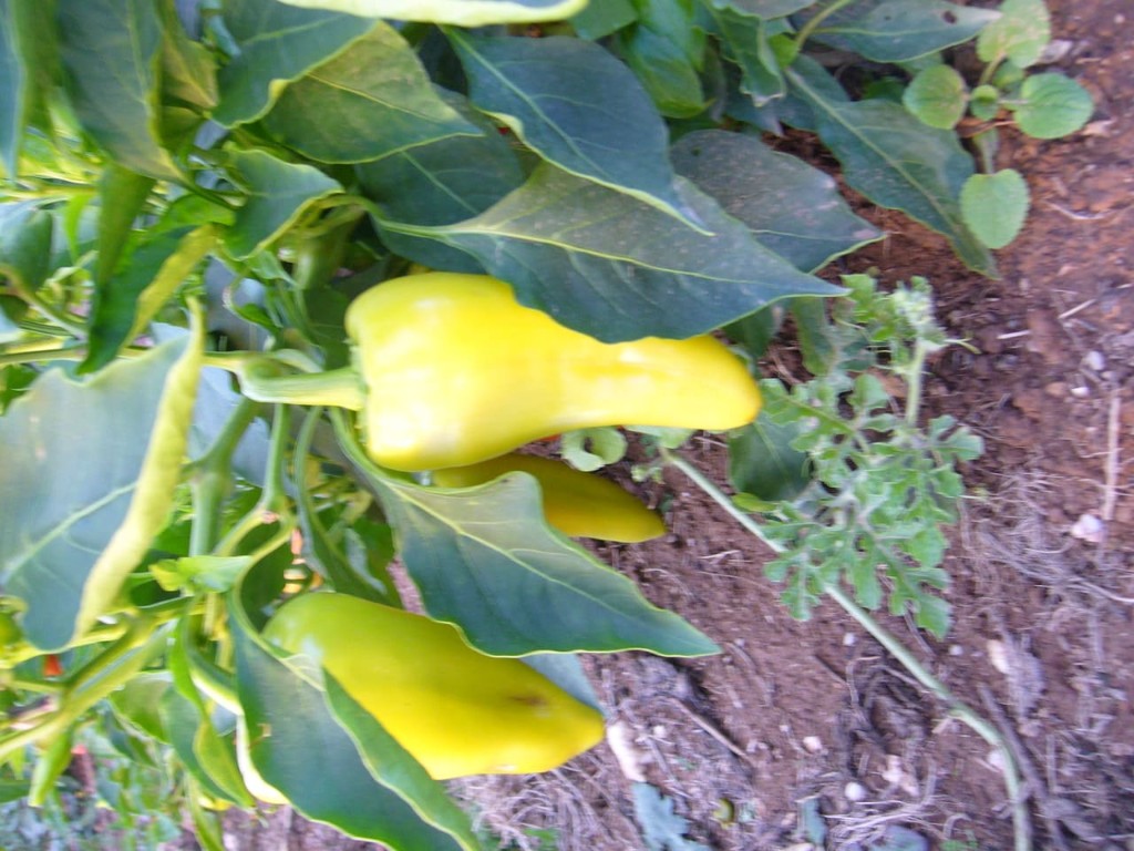 Pementos amarelos