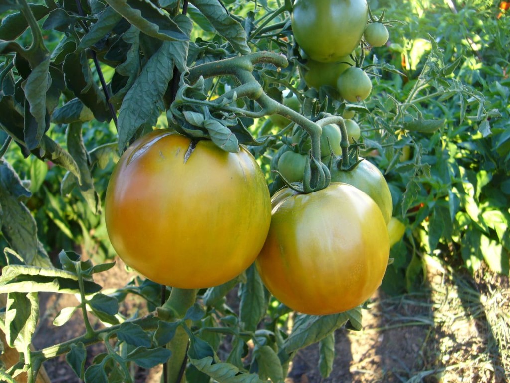 Tomates na planta
